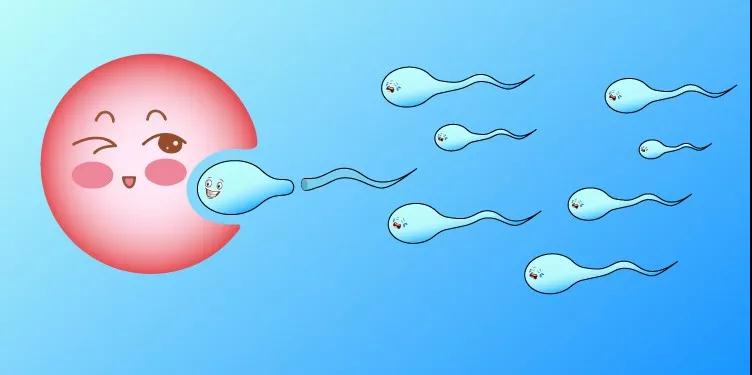 精子和卵子冷冻是怎么回事？