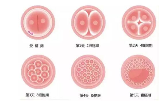 马来西亚试管婴儿比较好的医院 养囊是怎么回事