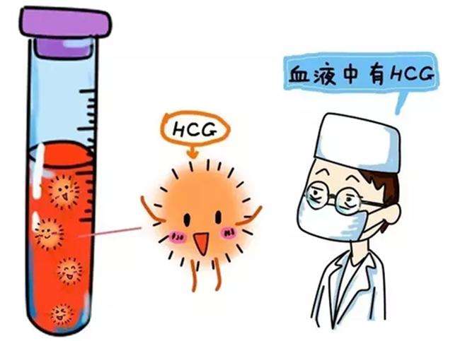 试管婴儿hcg是什么 教你如何看待HCG值